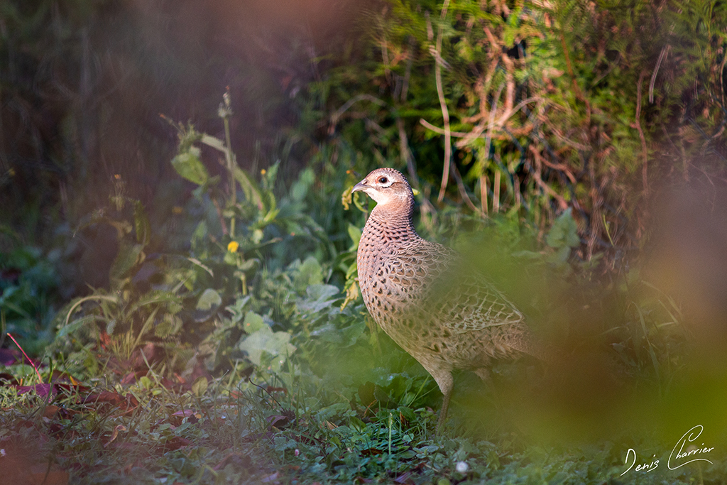 Poule faisane